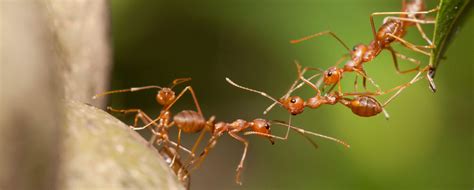 Providing memorable vacation experiences, diamond resorts, a leader in hospitality and vacation ownership, offers a network of worldwide resort locations. Pest Control Service in Idaho | Diamond Lawns