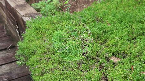 Moss Phlox Phlox Subulata Plant Identification Youtube
