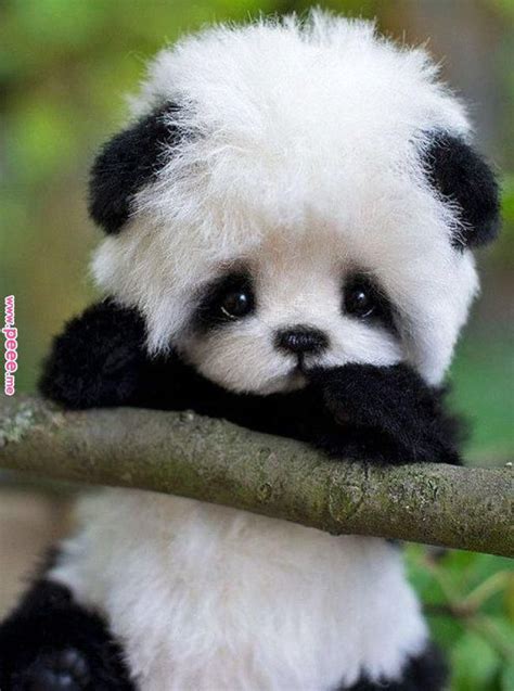 Animal Pictures Cute Baby Real Too Cute Panda
