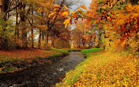Download Tree Fall Nature Creek Hd Wallpaper