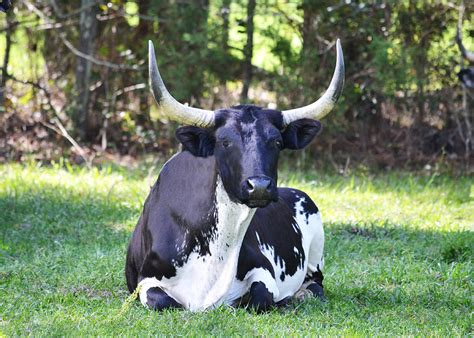 Black And White Cow With Big Horns Photograph By Roy Erickson Pixels