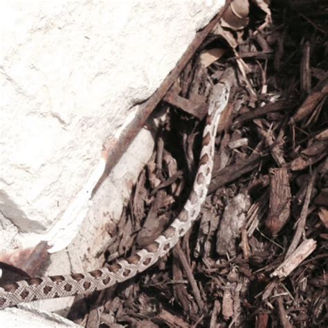 Western Rat Snake Juvenile Project Noah