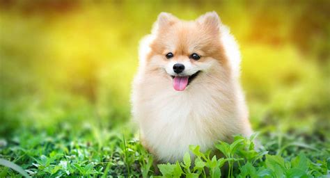 Fluffy Dogs Popular Breeds Grooming And Care