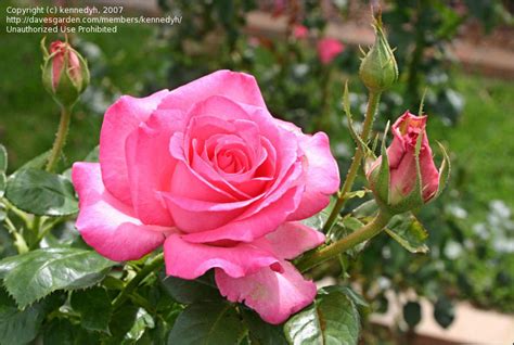 Plantfiles Pictures Hybrid Tea Rose Keepsake Rosa By Kennedyh