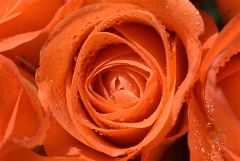 Rosa macro arancione