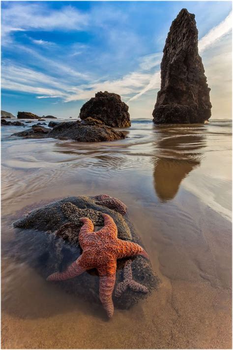 500px Photo Ochre Sea Star By Pierre Giard