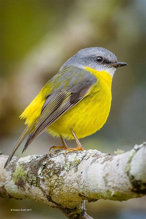 Eastern Yellow Robin Bird Photography By Sharon Smith Of Australia