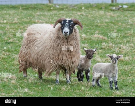 Domestic Sheep Scottish Blackface Ewe With Charollais Sired Lambs