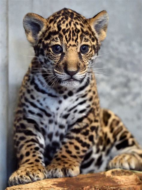 408 best Animals images on Pinterest | Wild animals, Adorable animals
