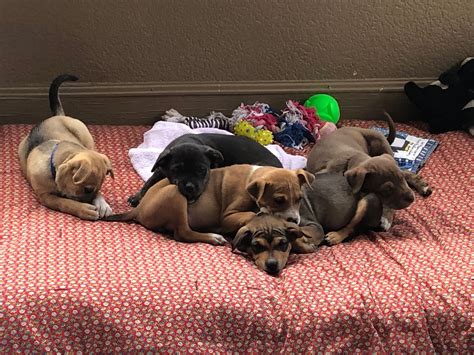 Victoria Humane Society