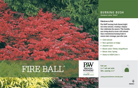 Euonymus Fire Ball® Burning Bush 11x7 Variety Benchcard Proven Winners