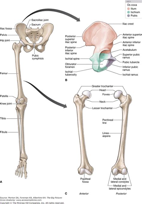 In life, this cattle calcaneus is from the right hock and has the smooth side faces outward to the right, as in the photo above. pelvic and thigh bones | Human skeleton anatomy, Anatomy ...