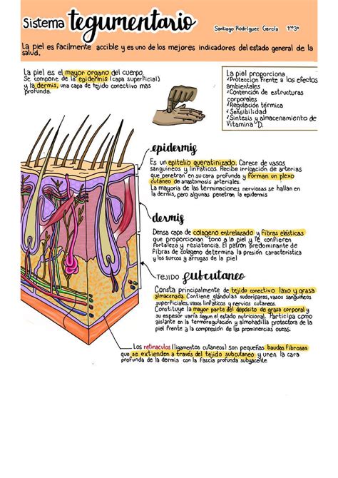 Infografia Sistema Tegumentario Anatomia Humana Studocu The Best Porn Website