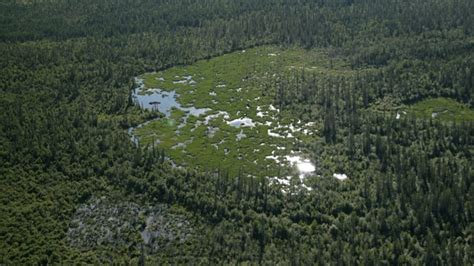 Worlds Biggest Beaver Dam Discovered In Canada