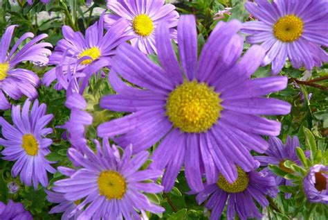Bellissime fotografie di fiori da scaricare gratis. I fiori più belli per il mio compleanno - La Finestra di ...