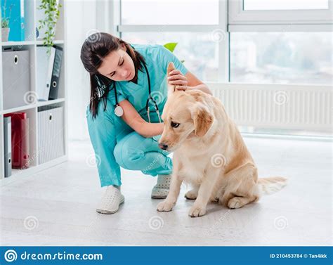Examination Of Golden Retriever Dog By Vet Stock Photo Image Of