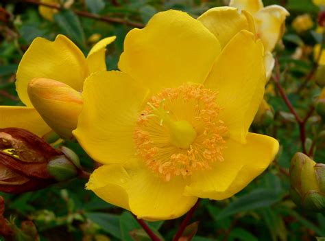 Maybe you would like to learn more about one of these? File:Hypericum Hidcote flower 2.jpg - Wikipedia