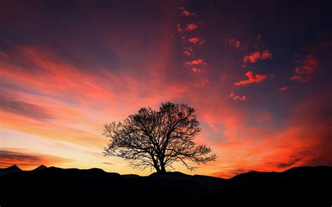 Download Sunset Orange Sky Tree Landscape Wallpaper Sunset Tree