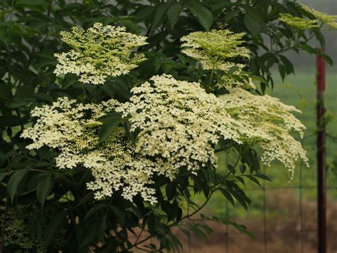 11 Great Trees And Shrubs With White Flowers