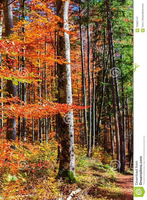 Autumn Forest In Germany Stock Image Image Of Green