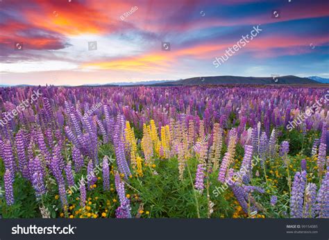 Sunset Is In The Flower Field Stock Photo 99154085