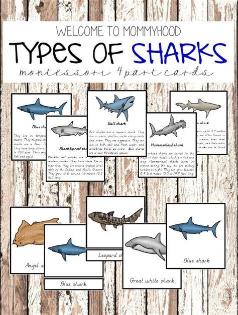 Montessori Shark Printables 3 Part Cards And Information Cards