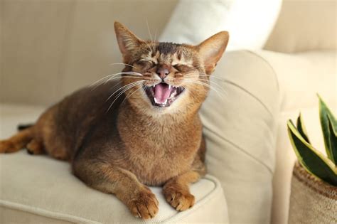 Cat Meowing A Lot After Moving Reasons And Tips To Calm Your Furry