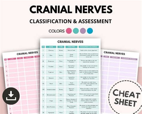 Cranial Nerves Cheat Sheet Cranial Nerves Study Template Nursing