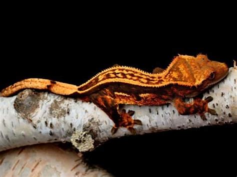 The Many Types Of Geckos Tail And Fur