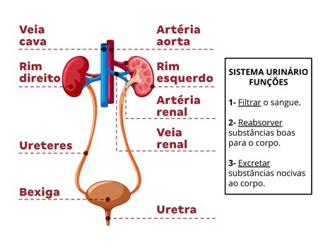 Qual Das Alternativas Abaixo Contém Apenas órgãos Do Sistema Urinário