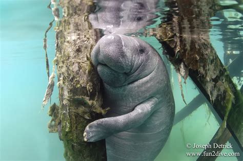 Offer 3 ways to get it delivered to give you choice, convenience. Manatee photo www.fun2dive.com | Manatee, Manatee photos ...