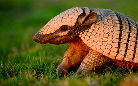 Livro Retrata Resgate Da Fauna Da Caatinga Fotos Em Petrolina E