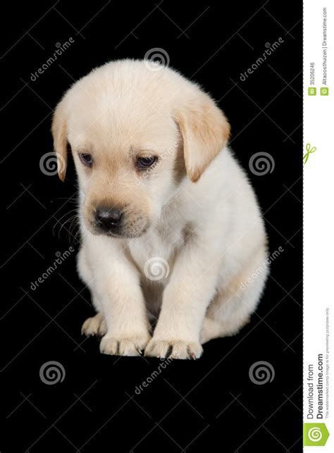 Labrador Puppy Standing And Look Sad In Studio Stock Photo Image Of