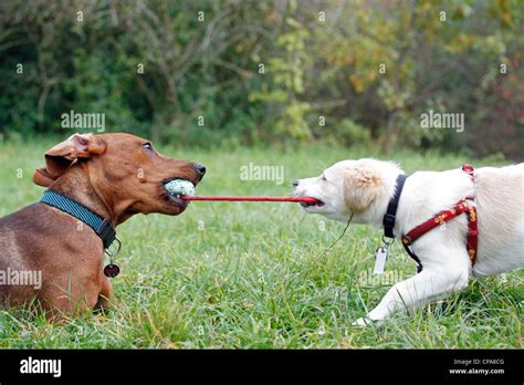 Two Dogs Playing With Each Other Stockfoto Lizenzfreies Bild 48169312