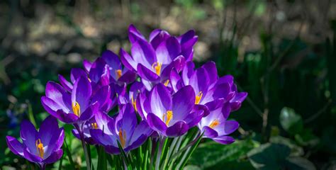 8 Winter Flowering Bulbs And When To Plant Them Horticulture