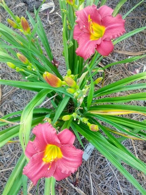 4k00:19small herd of wild mustang horses, alert as they graze in scruffy, arid, mountainous. Ruby Stellas | Daylily garden, Day lilies, Plants