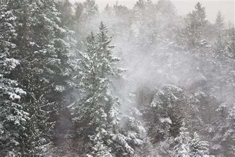 Snowfall In The Forest Royalty Free Stock Photography Image 17881567
