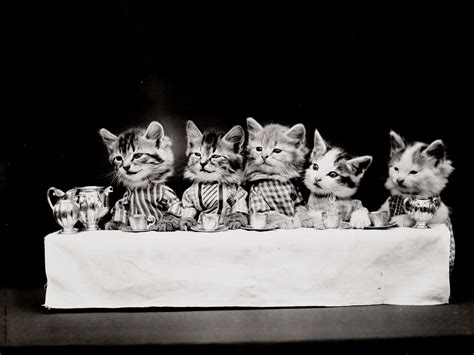Cats Dressed Vintage Tea Free Stock Photo Public Domain Pictures