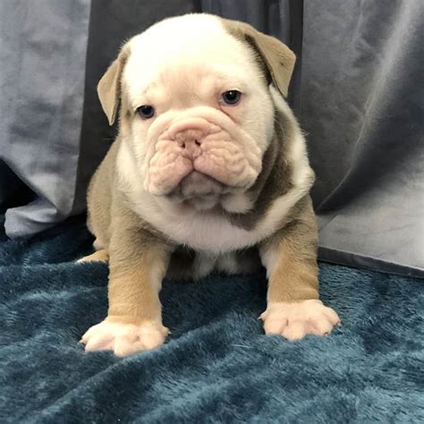 'the english bulldog has reached the point where popularity can no longer excuse the health problems that the average bulldog endures in its often brief lifetime'. Rare Lilac Tri Bulldog Puppies - Bulldog Angels | Siess ...