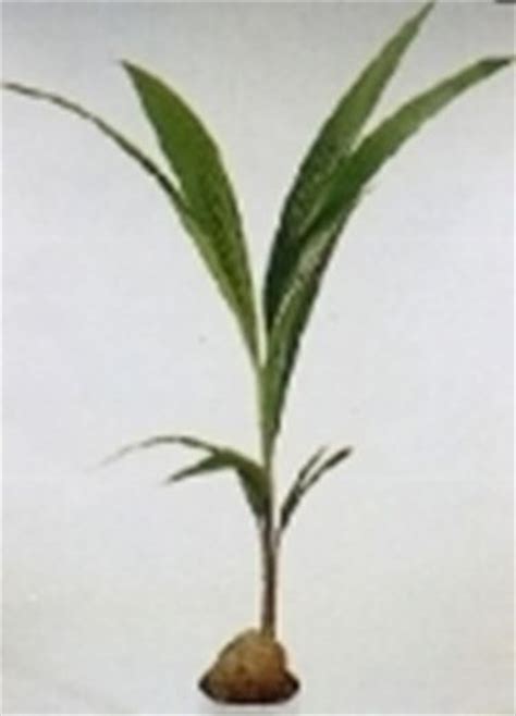 La palma da cocco è una pianta esotica originaria delle isole dell'oceano pacifico. Noce di cocco - Cocos nucifera - Cocos nucifera - Piante ...