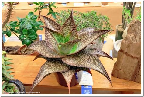 British cactus & succulent society benefits and perks, including insurance benefits, retirement benefits, and vacation policy. Heads up: Sacramento Cactus & Succulent Society Show ...