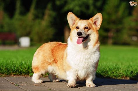Look at pictures of corgi puppies who need a home. Pembroke Welsh Corgi Dog Breed - Origin, Behavior ...
