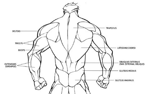 Muscular Body Drawing At Getdrawings Free Download