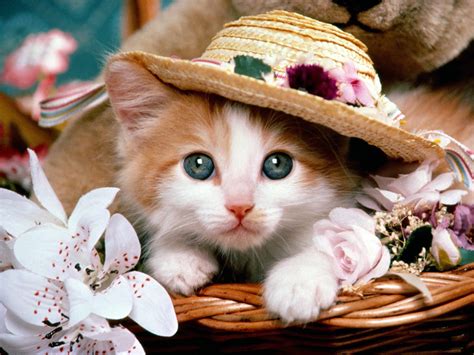 Kitten Wallpaper (1024x768) - Cats Wallpaper (12250952) - Fanpop