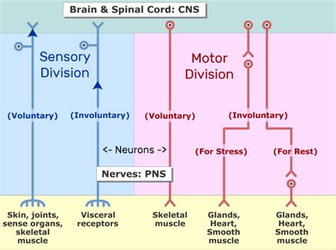 Peripheral Nervous System Motor And Sensory Systems Getbodysmart