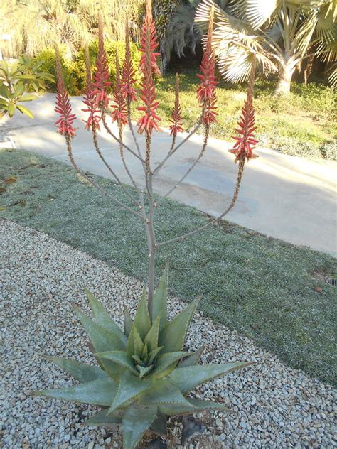 Fuzzy leaf succulent species list. Succulents - Multiflora Enterprises