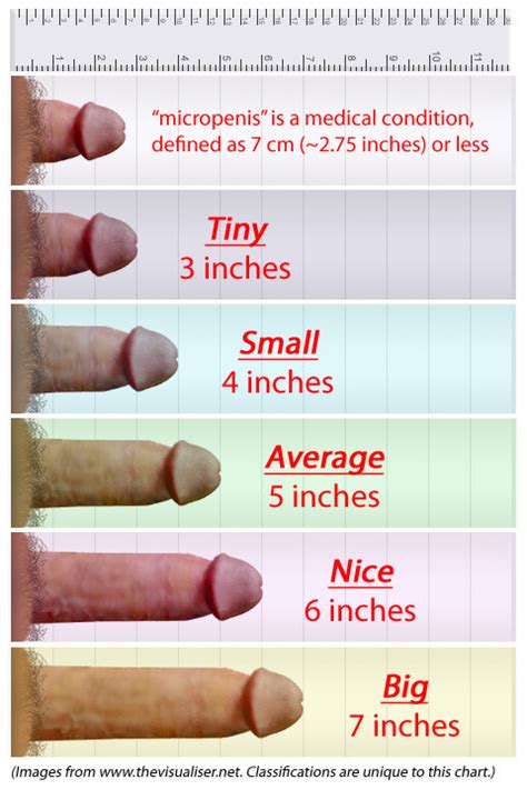 You Are Average In Gallery Penis Size Chart Picture 1