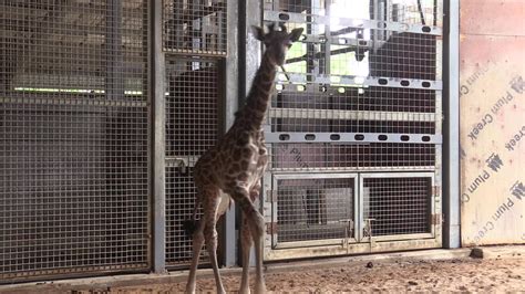 Giraffe Gives Birth To Male Calf At Brevard County Zoo Wftv