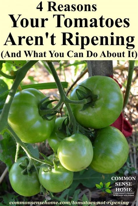 Restoring a healthy green poinsettia plant from last year back to its original red color is no problem if you follow a few simple rules. 4 Reasons Your Tomatoes Are Not Ripening + How You Can Help