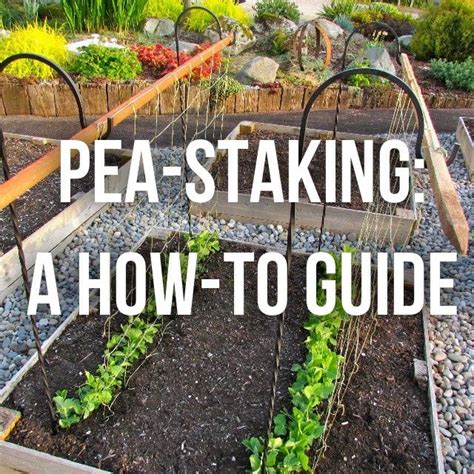 Check spelling or type a new query. Pin on Gardening
